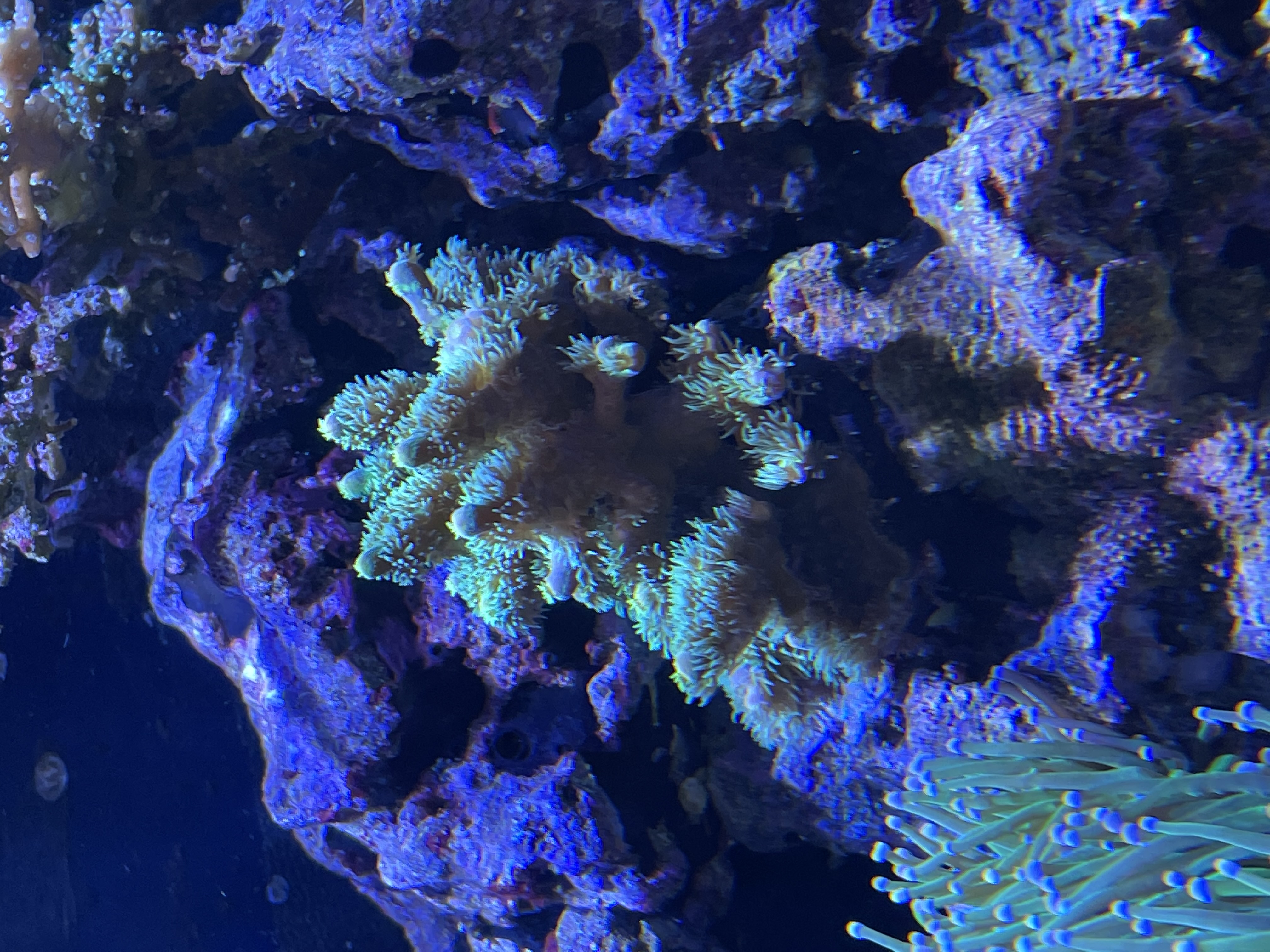 Walt Disney Acropora — community photo by Reefer_Madness