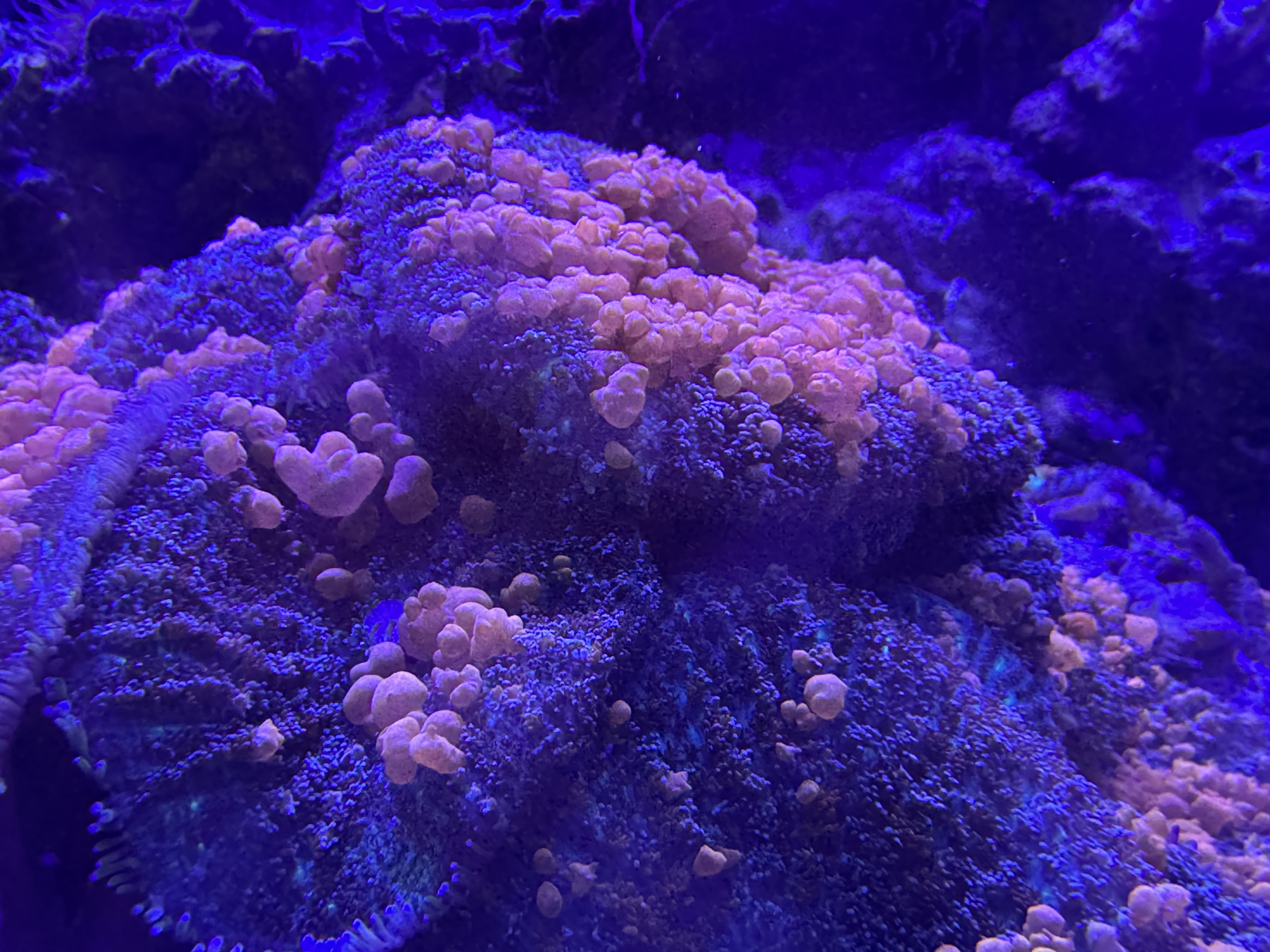 Sunkist Bounce Mushroom — representative photo