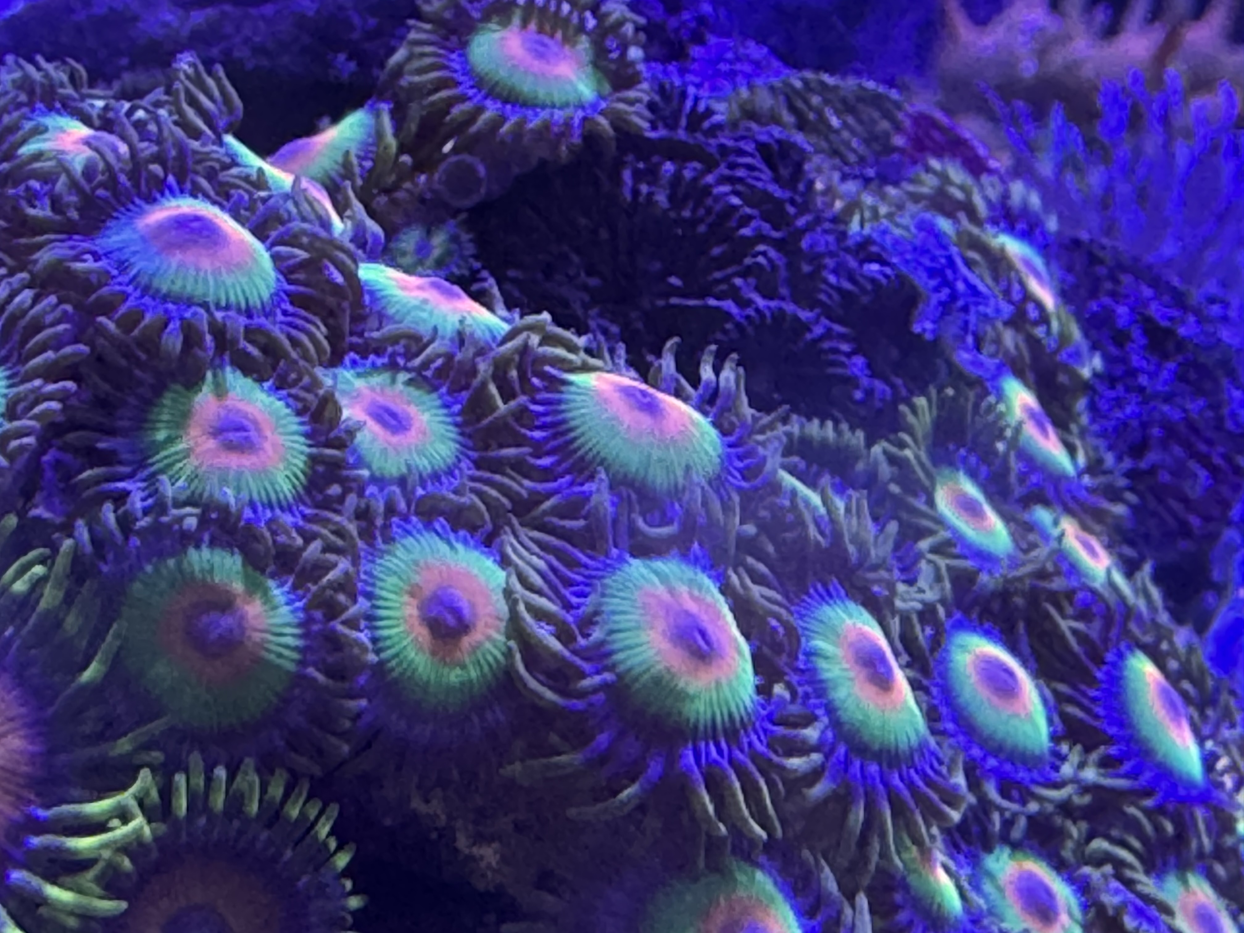 Rasta Zoanthid — community photo by Reefer_Madness
