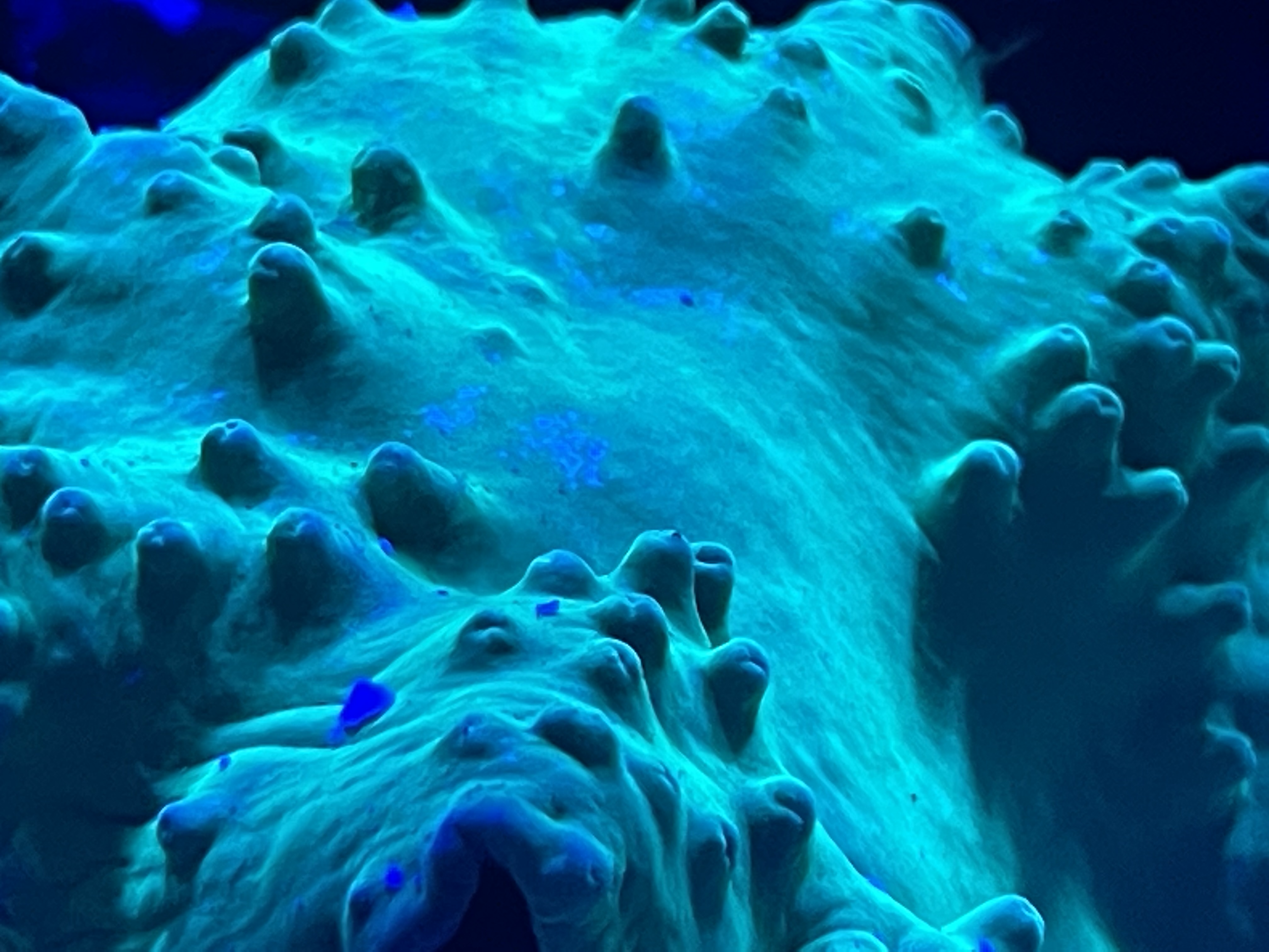 Neon Green Cabbage Leather — representative photo