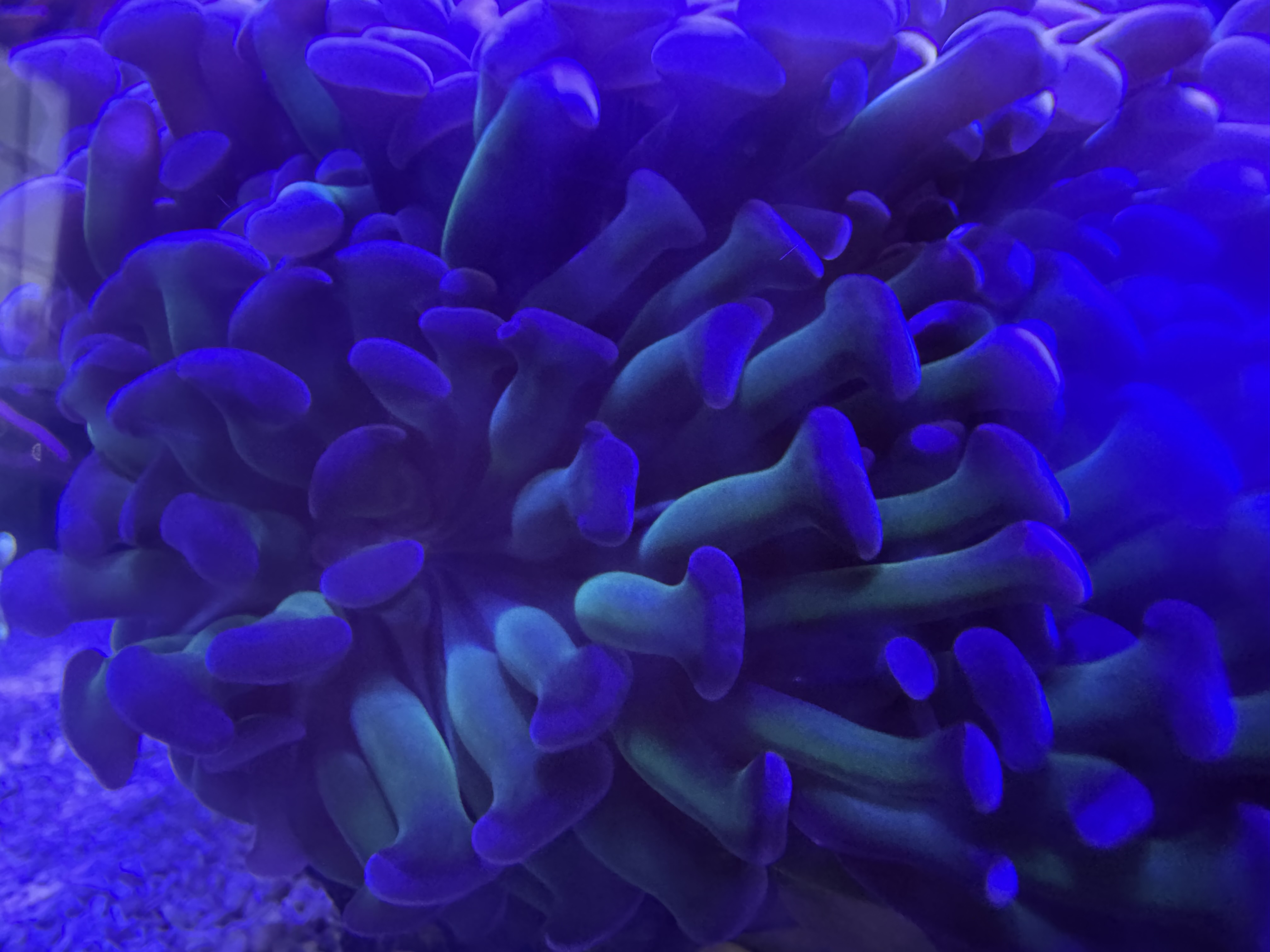 Purple Tip Hammer — representative photo