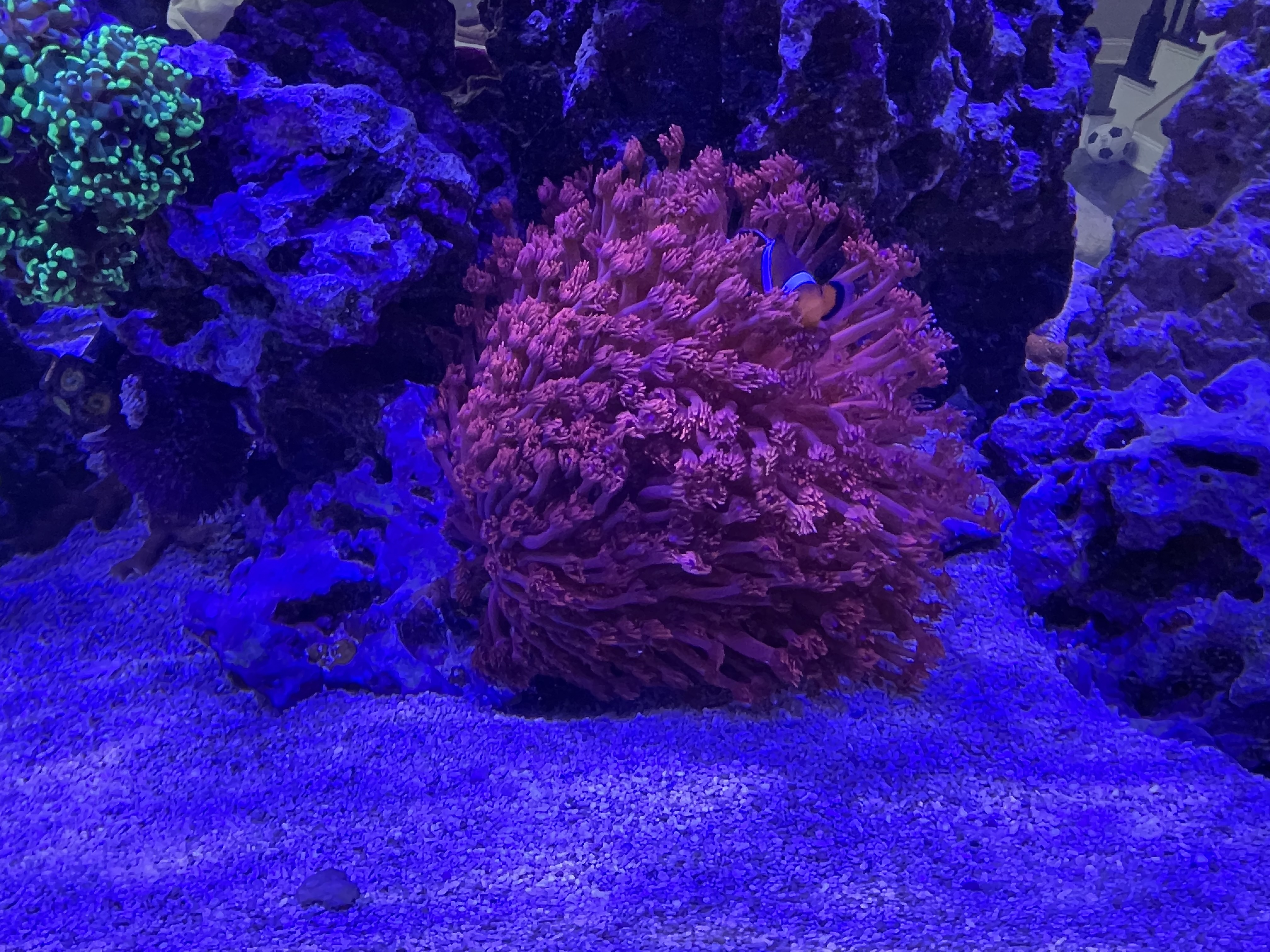 Red Goniopora — representative photo